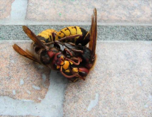 Vespa crabro